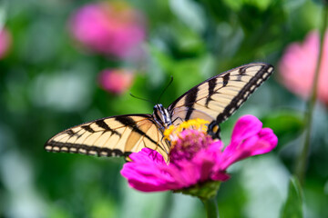 Fototapeta na wymiar Yellow Swallowtail Butterfly feeding on brightly colored wildflowers in Wisconsin