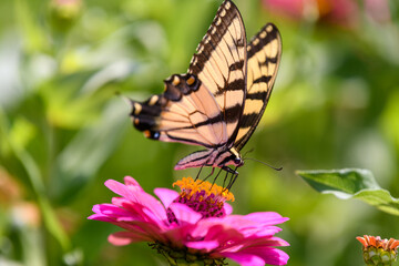 Yellow Swallowtail Butterfly feeding on brightly colored wildflowers in Wisconsin