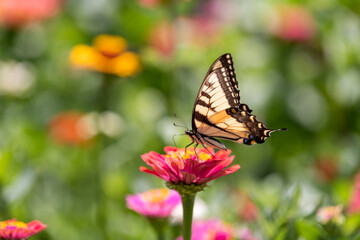 Fototapeta premium Yellow Swallowtail Butterfly feeding on brightly colored wildflowers in Wisconsin
