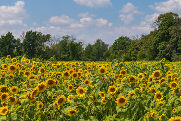 Sunflower field of bright yellow flowers with a cloudy blue sky in Wisconsin