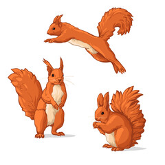 Vector set of Squirrels. Squirrels, isolated on a white background. © Vasili