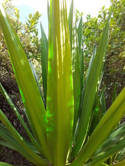 Fototapeta premium garden