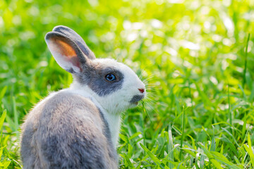 Close up shot of a Domestic rabbit