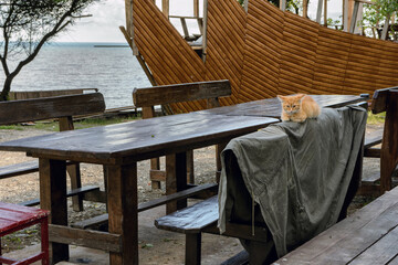 Ginger kitten lies on the back of a wooden bench next to a large wooden table on the street against the background of the sea