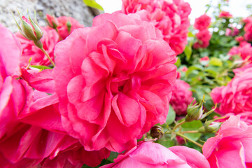 Rose flower in summer garden close-up shot