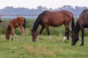 Family of horses grazing in the pasture