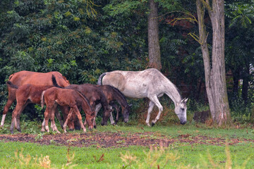 A herd of horses hides from the rain under the trees in a grove
