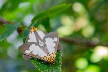 Close up shot of two Asota moth mating