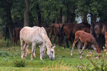 Naklejka na ściany i meble A herd of horses hides from the rain under the trees in a grove, a white horse in the foreground eats grass