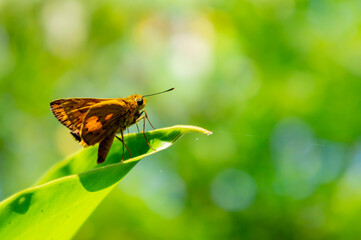 Close up shot of a Potanthus omaha butterfly