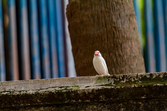 Close up shot of a Java sparrow