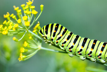 Caterpillar on the dill flowering plant, closeup