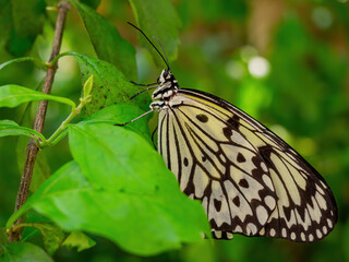 Naklejka premium at Taiwan