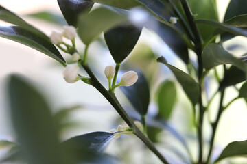 Citrus japonica, Kumquat buds close up