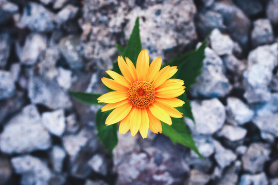 Flower growing on the rocks