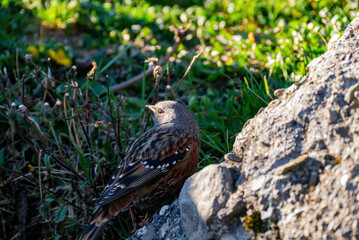 Close up shot of a Accentor bird