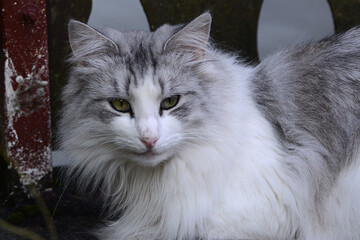 schwarz-weisse Katze im Garten