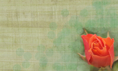 Orange-red rose on papyrus background