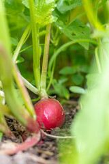Radieschen auf dem Beet