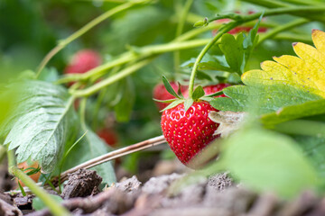 Reife Erdbeeren im Beet
