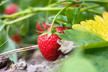 Reife Erdbeeren im Beet