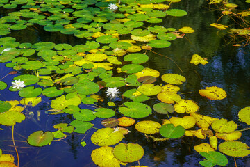 Green lily pads on a lake
