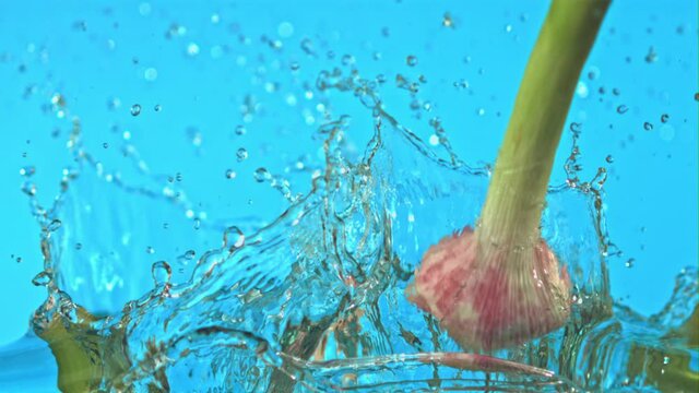 Super slow motion garlic falls on the water. On a blue background. Filmed on a high-speed camera at 1000 fps. High quality FullHD footage