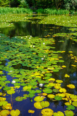 Green lily pads on a lake