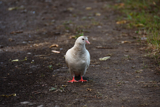 A close-up of a white pigeon with brown spots, which stands on a damp park path and, turning its head to the right, is closely watching what is happening.