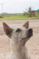 PERRO BLANCO 