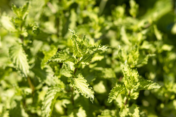 mint young green plant in the garden, mint background