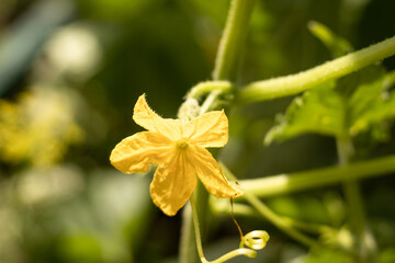 cucumber flower young embryo on a bush in the garden, agriculture.