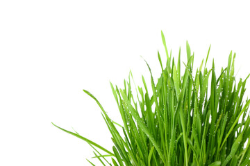 Obraz premium Green grass on white background