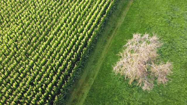 Drohnenaufnahme, Maisfeld und d&uuml;rrer Apfelbaum
