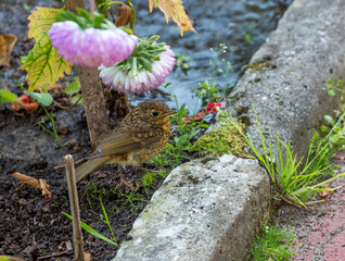 The bird is a young Robin (Erithacus rubecula).
Young chicks have a mottled soft plumage.