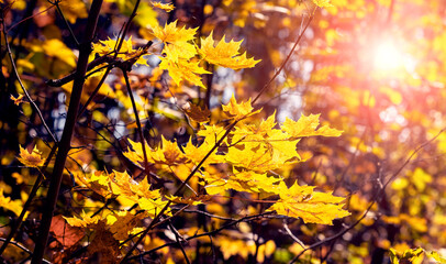 Yellow maple leaves in the forest on a tree in sunny weather. Golden autumn in the forest