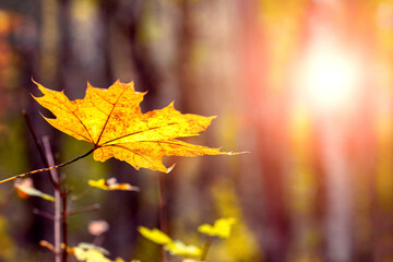 Yellow maple leaf on a tree in the forest during sunset