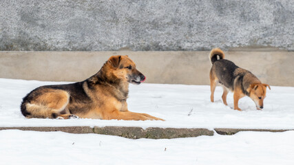 Big and small dogs in the winter in the snow, dogs on the farm