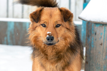Fluffy brown dog with snow on his nose on blurred background, dog portrait close up