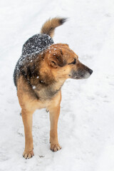 Snow-covered brown dog stands in the snow in winter