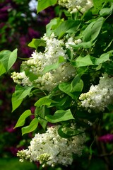 flower, spring, blossom, nature, plant, tree, flowers