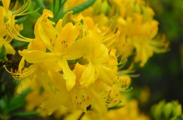 flower, spring, blossom, nature, plant, tree, flowers