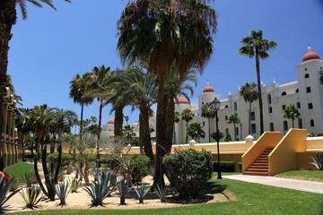 Contrast vegetation of cactus plants and palm trees desert and beach of Baja California