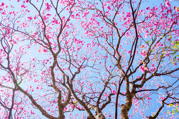 blossom