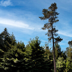 Naklejka premium Lampton Ridge Treeline