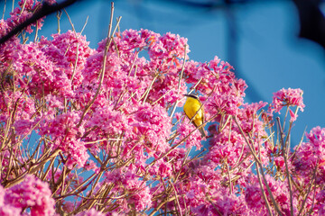 flowers in the garden