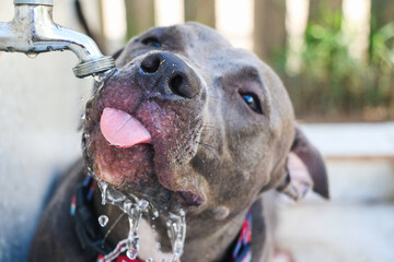 Happy Pit Bull dog drinking tap water in the park after playing. Selective focus.