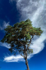 Fototapeta na wymiar Monterey Pine 2