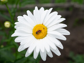 Fototapeta premium Bright striped Bee beetle (Trichodes apiarius) on a flower