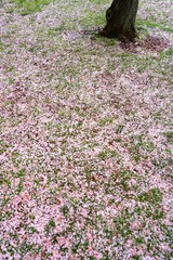 Obraz premium Pink cherry blossom petals covering the ground under sakura trees in the spring